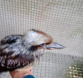 Uccelli kokaburra
