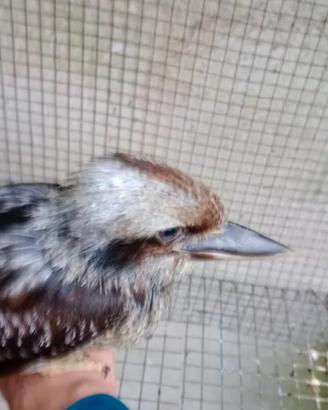 Uccelli kokaburra