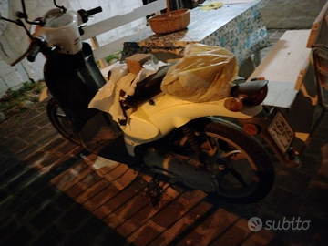 Scarabeo fermo da un anno