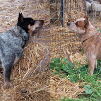 Australian cattledog