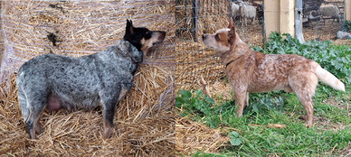 Australian cattledog