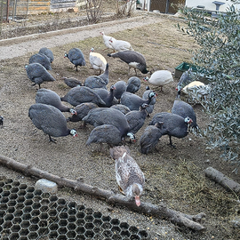 Faraone allevate in libertà