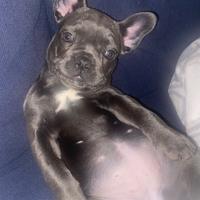 Bulldog francese