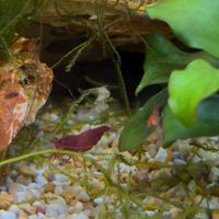 Neocaridine bloody Mary