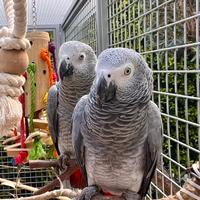 Maschio & Femmina Cenerino