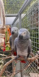 Maschio & Femmina Cenerino