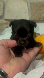 Batuffoli taglia mini