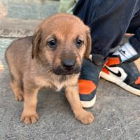 Cuccioli taglia medio grande