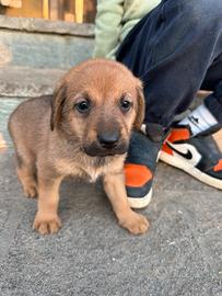 Cuccioli taglia medio grande