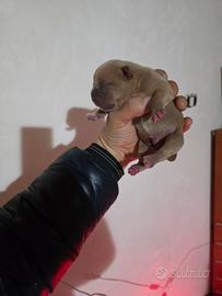 American bully pocket