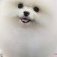 Spitz Pomenadia pedigree Enci