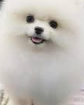 Spitz Pomenadia pedigree Enci