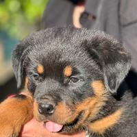 Cuccioli Rottweiler