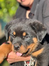 Cuccioli Rottweiler