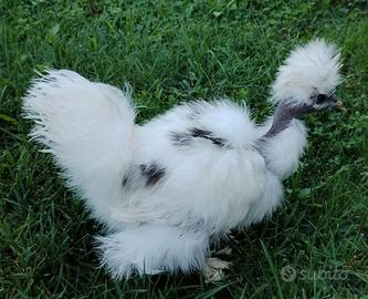 Galline moroseta