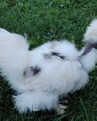 Galline moroseta