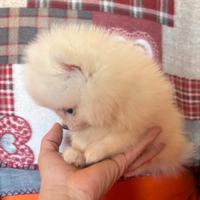 Spitz di pomerania linea coreana Max 18 cm AD