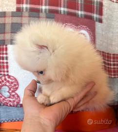 Spitz di pomerania linea coreana Max 18 cm AD