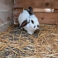 Coniglio femmina da carne