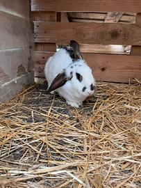 Coniglio femmina da carne