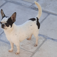 Chihuahua Femmina quasi 6 anni con Pedigree ENCI