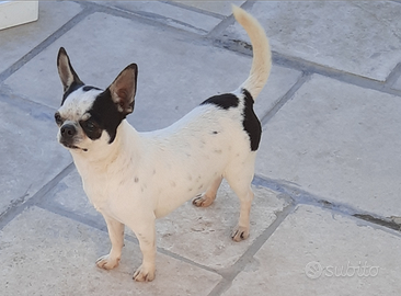 Chihuahua Femmina quasi 6 anni con Pedigree ENCI