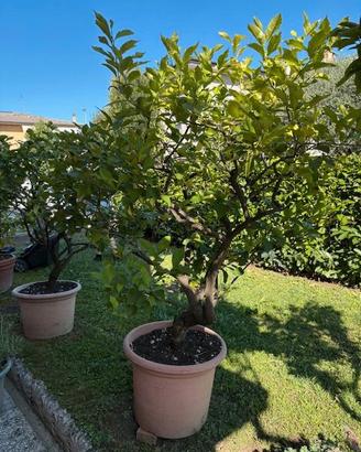 Piante di agrumi