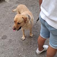 Labrador