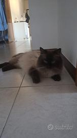 Gatto siberiano disponibile monta 