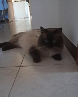Gatto siberiano disponibile monta 