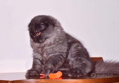 SCOTTISH fold con pedigree