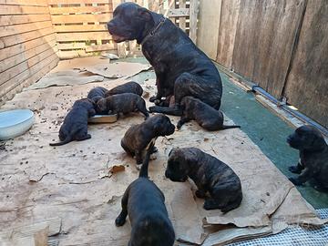 Cuccioli di cane corso