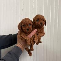 Barboncino mini toy red 2 maschi 3 femmine