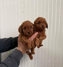 Barboncino mini toy red 2 maschi 3 femmine