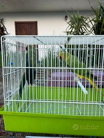 Parrocchetti dal collare