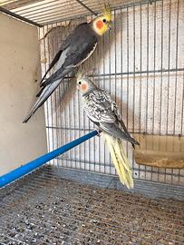 Coppia calopsita