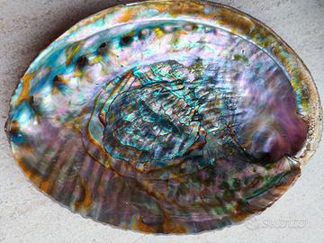 Conchiglia Grande Abalone Paua Shell