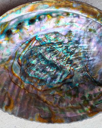 Conchiglia Grande Abalone Paua Shell