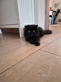 Gatto Persiano originale