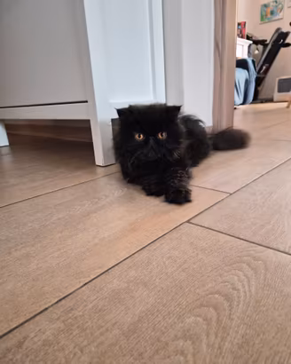 Gatto Persiano originale
