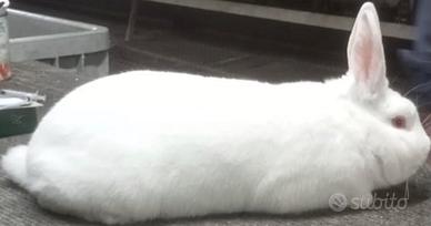 Conigli di razza