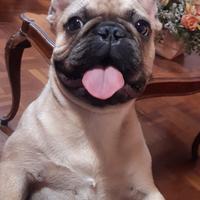 Bulldog francese