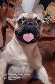 Bulldog francese
