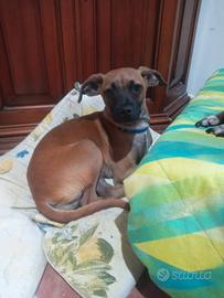 Pincer incrocio