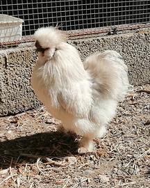 Gallo moroseta