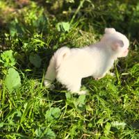 Volpini (NO PEDIGREE)