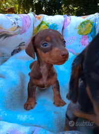 Cuccioli di bassotto kaninchen pronti a settembre