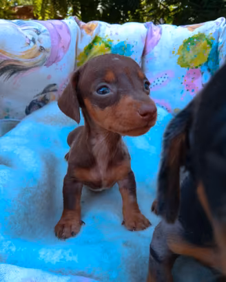 Cuccioli di bassotto kaninchen pronti a settembre
