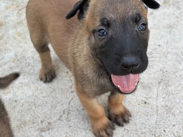 Cuccioli Pastori Belga Malinois