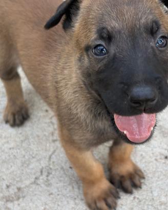 Cuccioli Pastori Belga Malinois